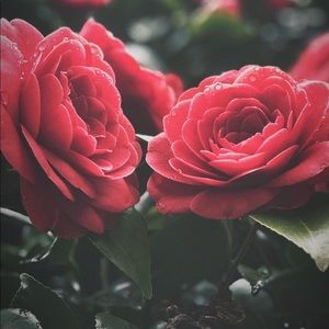 Meet your Posher, Sam